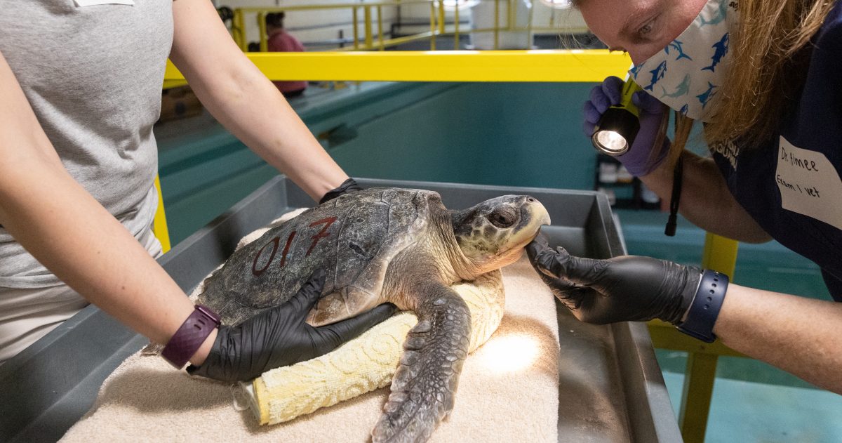 National Aquarium - National Aquarium Admits 30 Cold-Stunned Sea Turtles