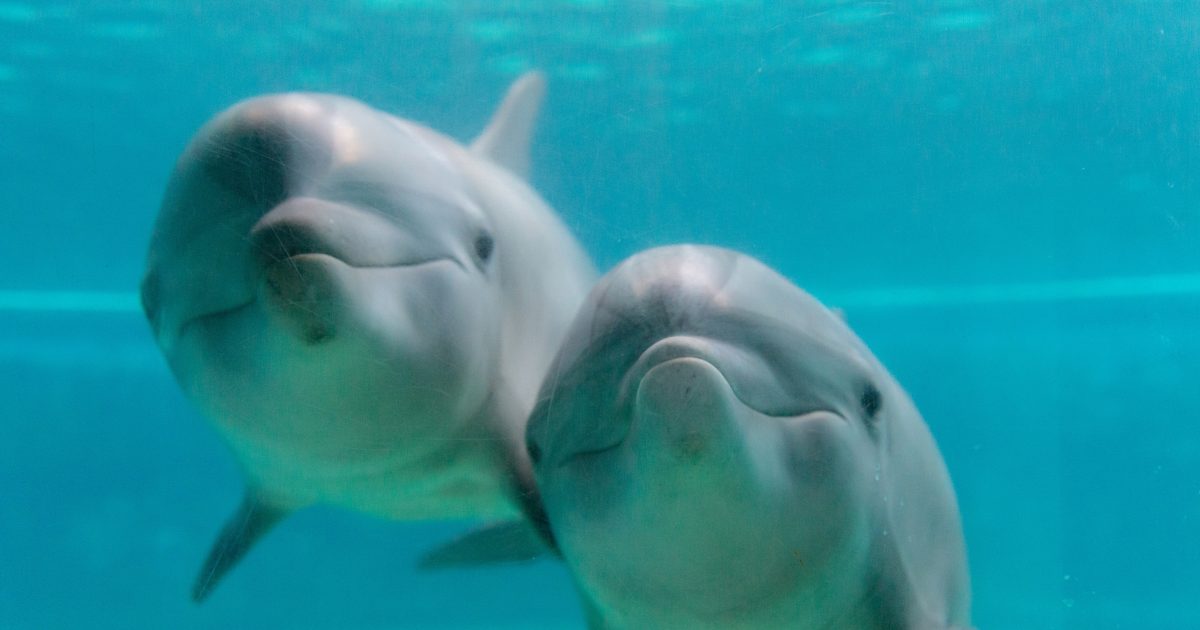 Bottlenose dolphins at the National Aquarium in Baltimore