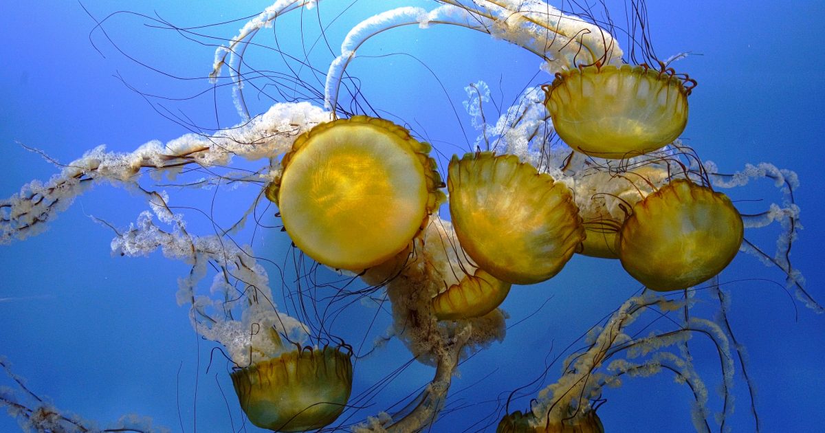 National Aquarium Relax With Pacific Sea Nettles