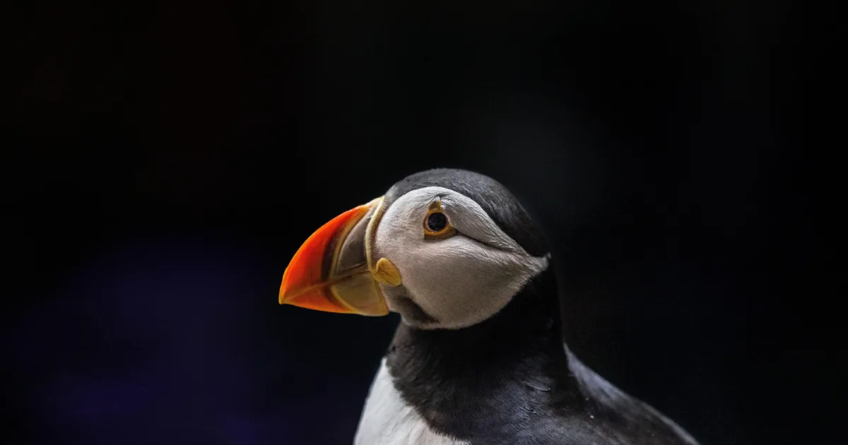 Tufted Puffin, Online Learning Center