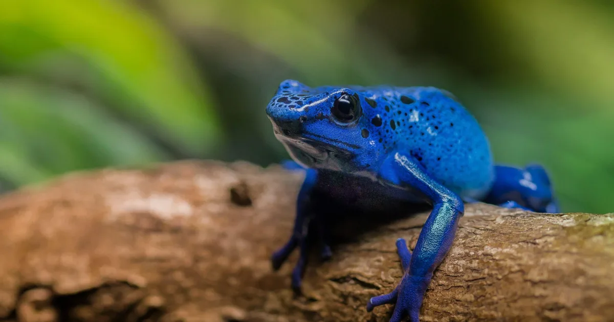 poison dart frogs for beetles