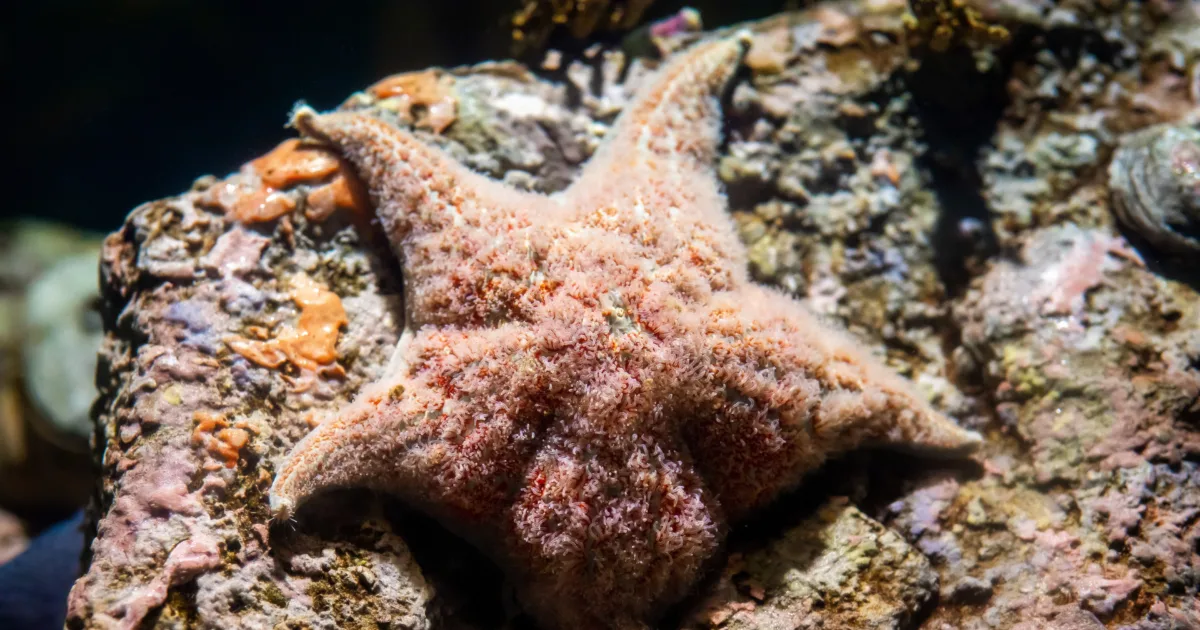 Sea stars are ancient marine animals. Decoration of the depth of