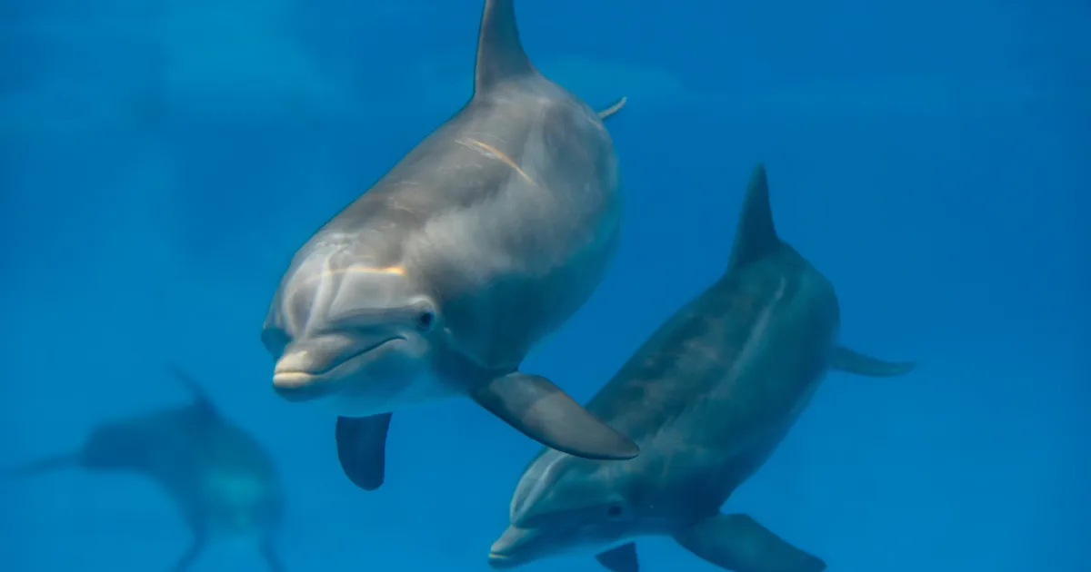 Dolphins Up-Close Tour and Animal Experience