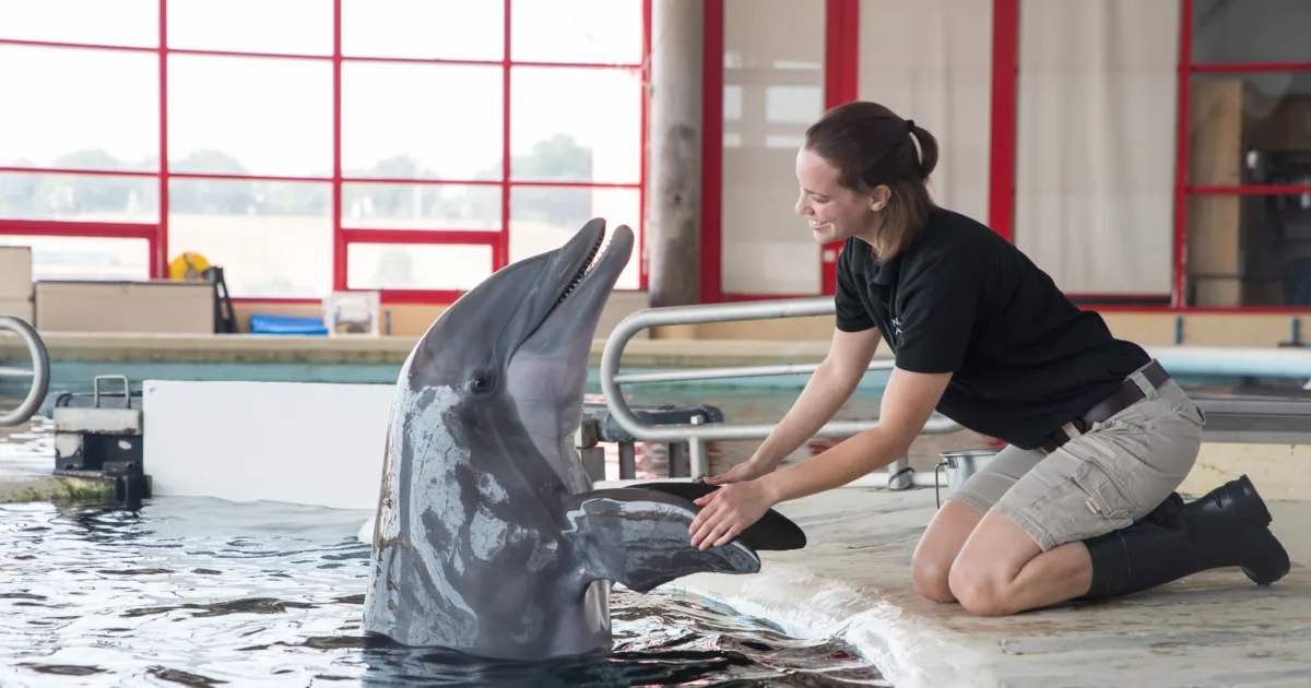 What Life is Like for the Dolphins Now