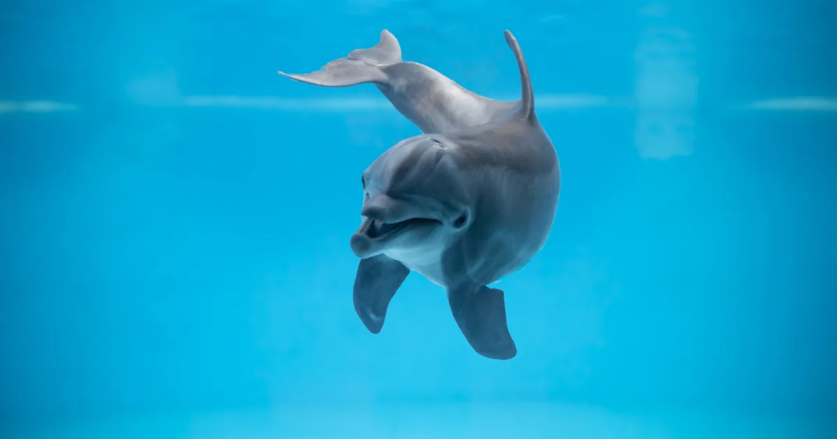 MAY 4: Two of the six female dolphins at the National Aquarium