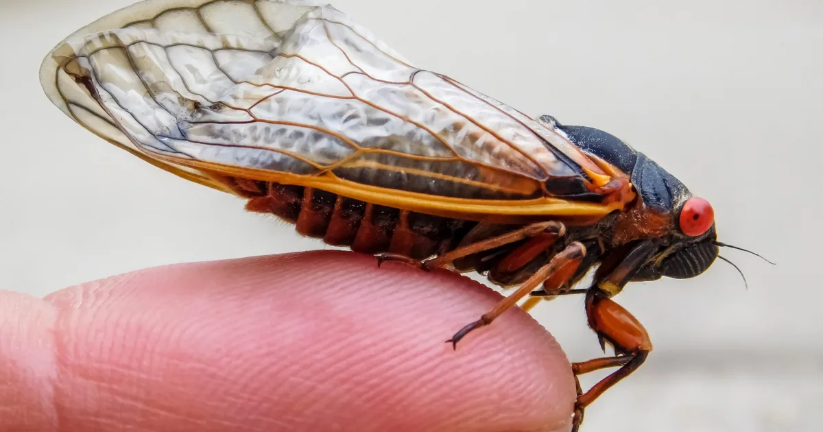 Unsettling, Fascinating Insects In Maryland