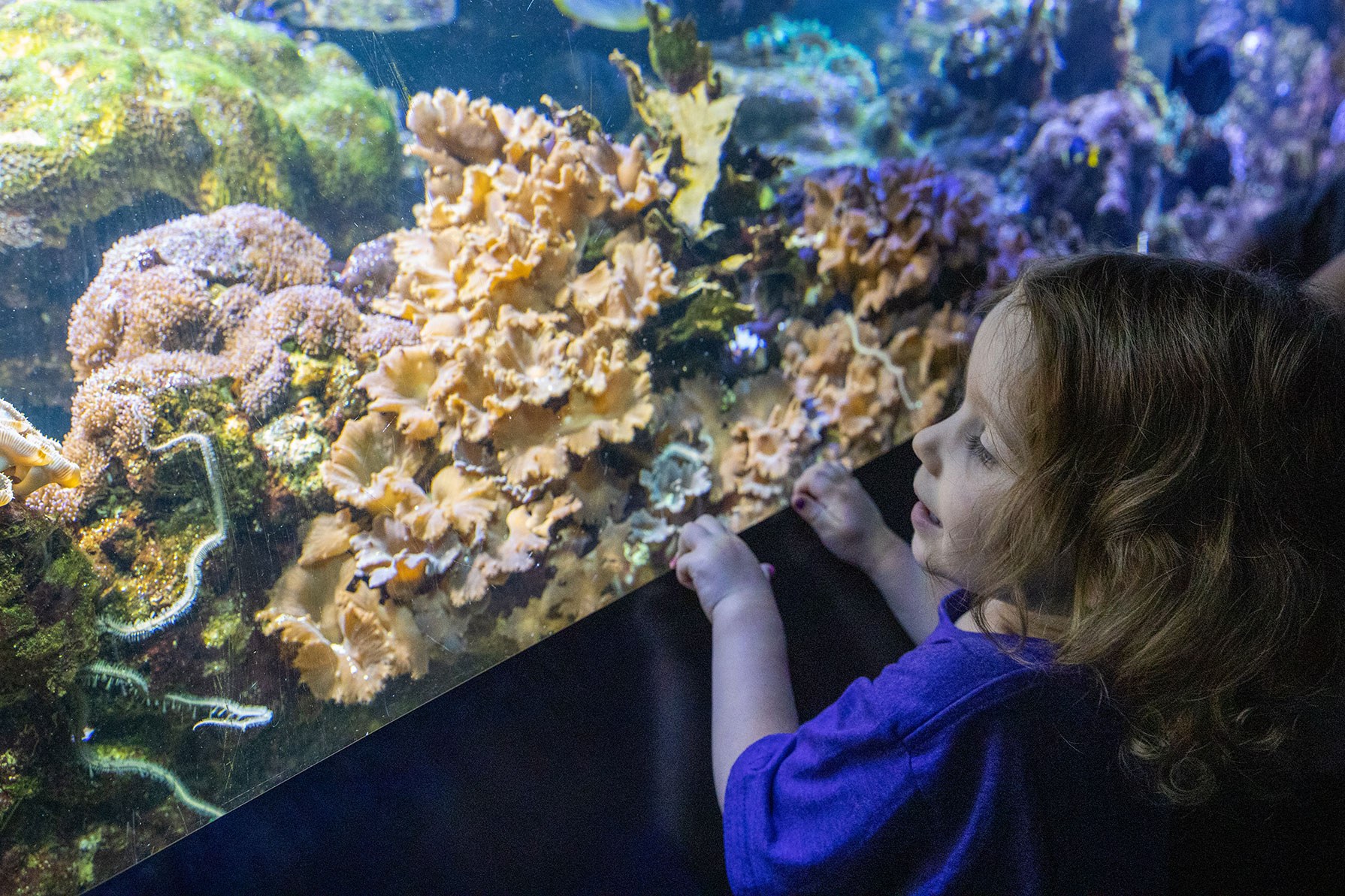 Child Looking at Coral in an Exhibit