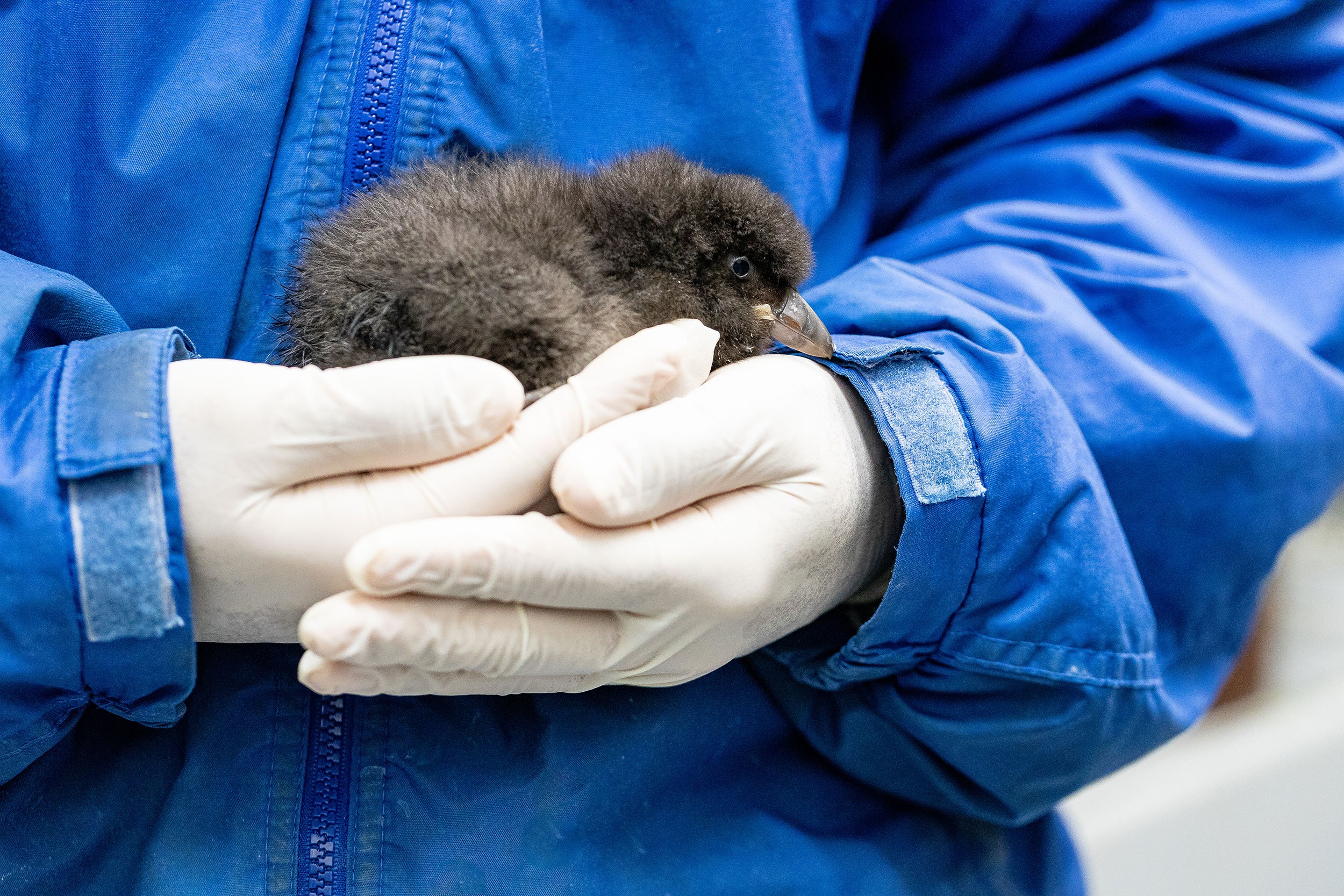 Holding a Puffin Chick