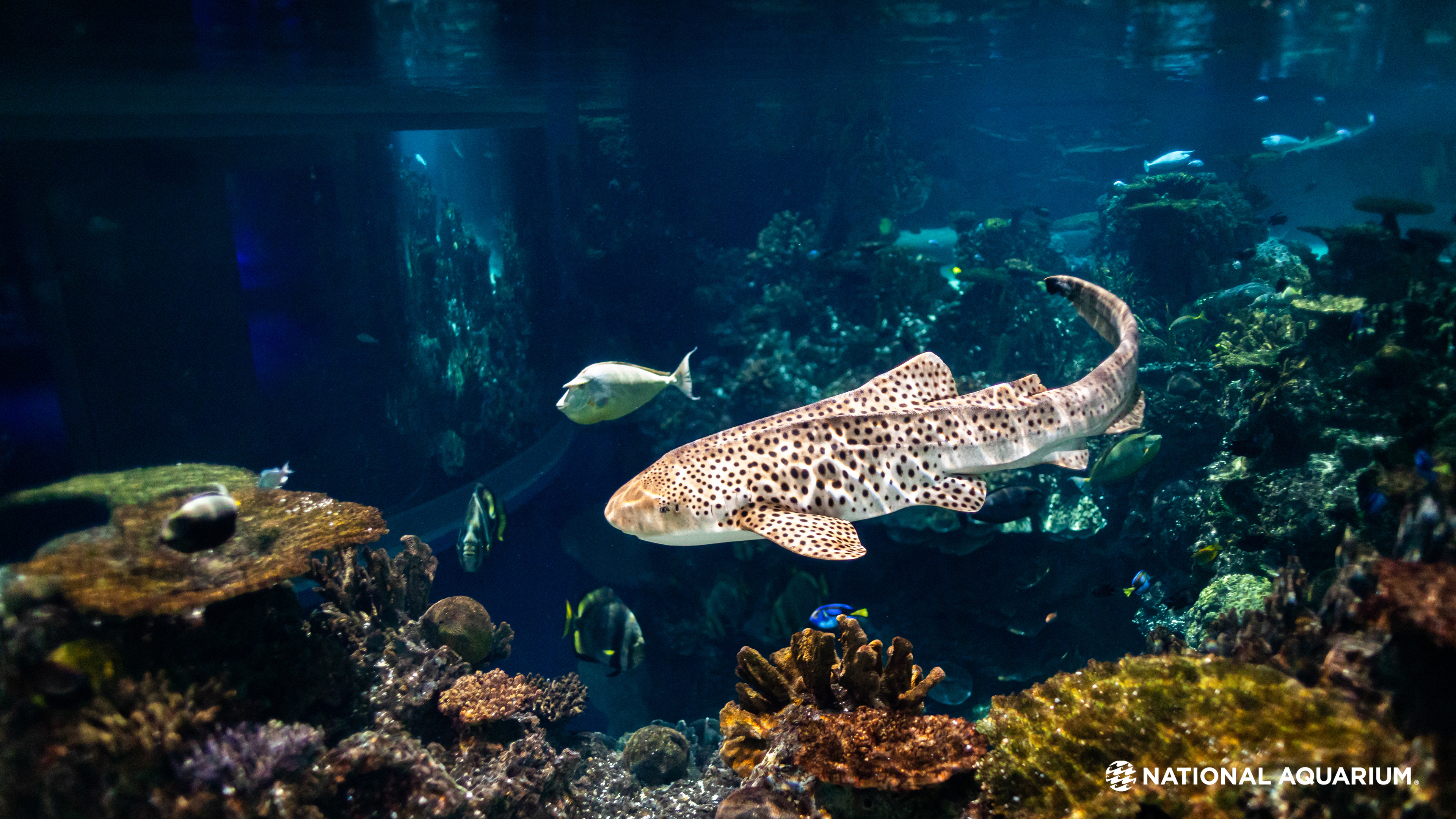 National Aquarium - Wallpaper Wednesdays: A Calming, Colorful Coral Reef