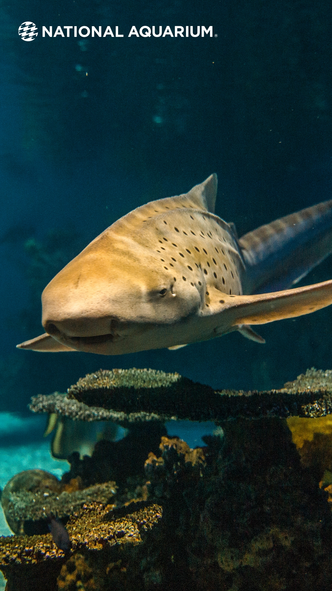 National Aquarium - Wallpaper Wednesdays: Sharks!