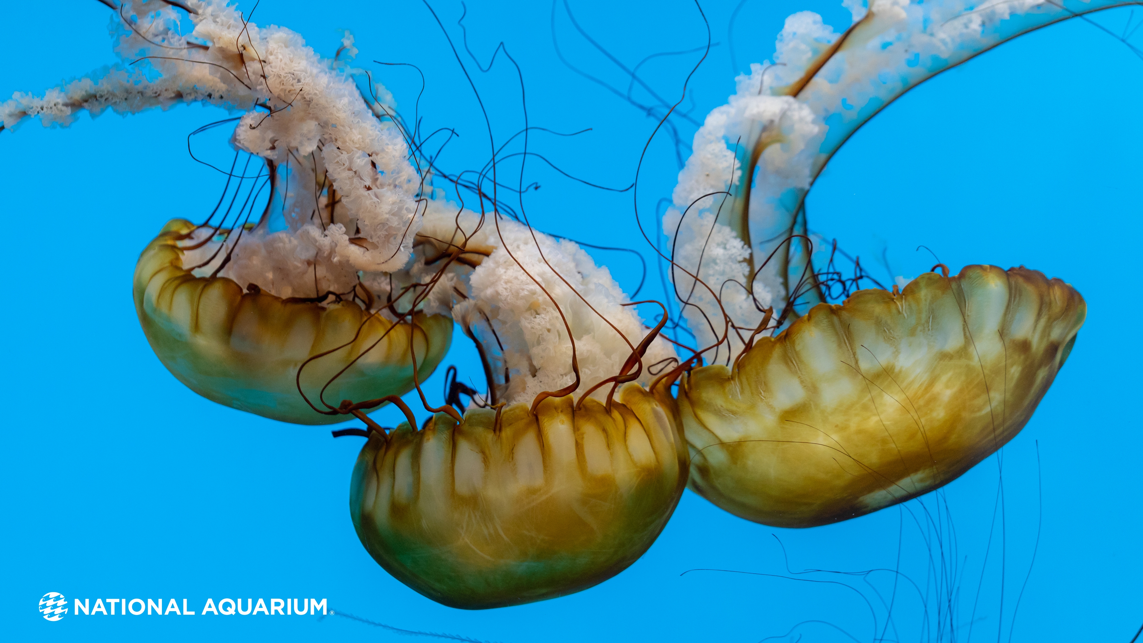 National Aquarium - Wallpaper Wednesdays: Jellies Are Our Jam