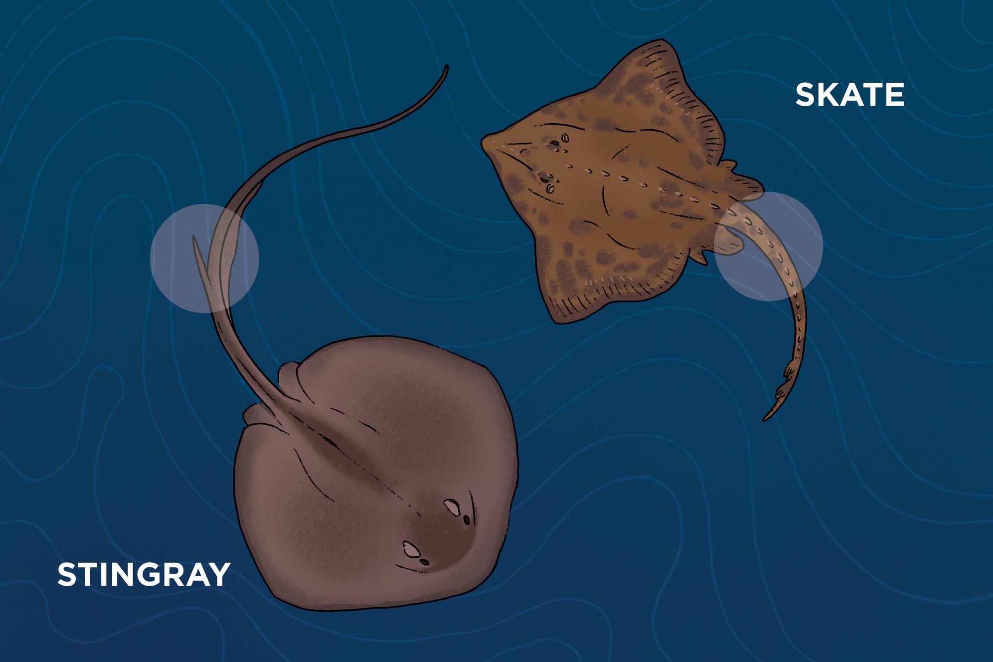 National Aquarium Mistaken Identities Stingrays vs. Skates