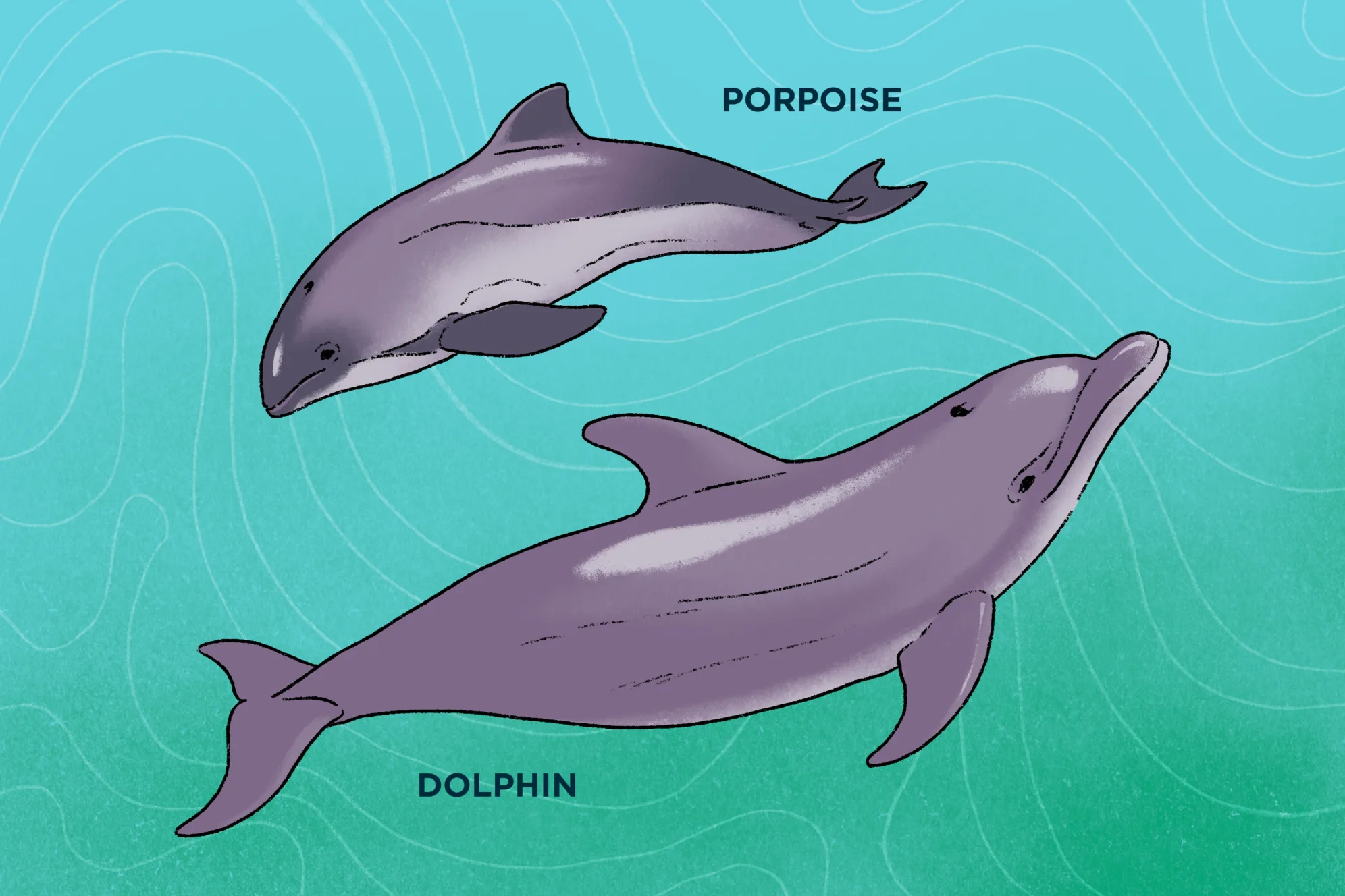 Porpoise: Tìm Hiểu Từ A Đến Z Về Cá Heo Chuột