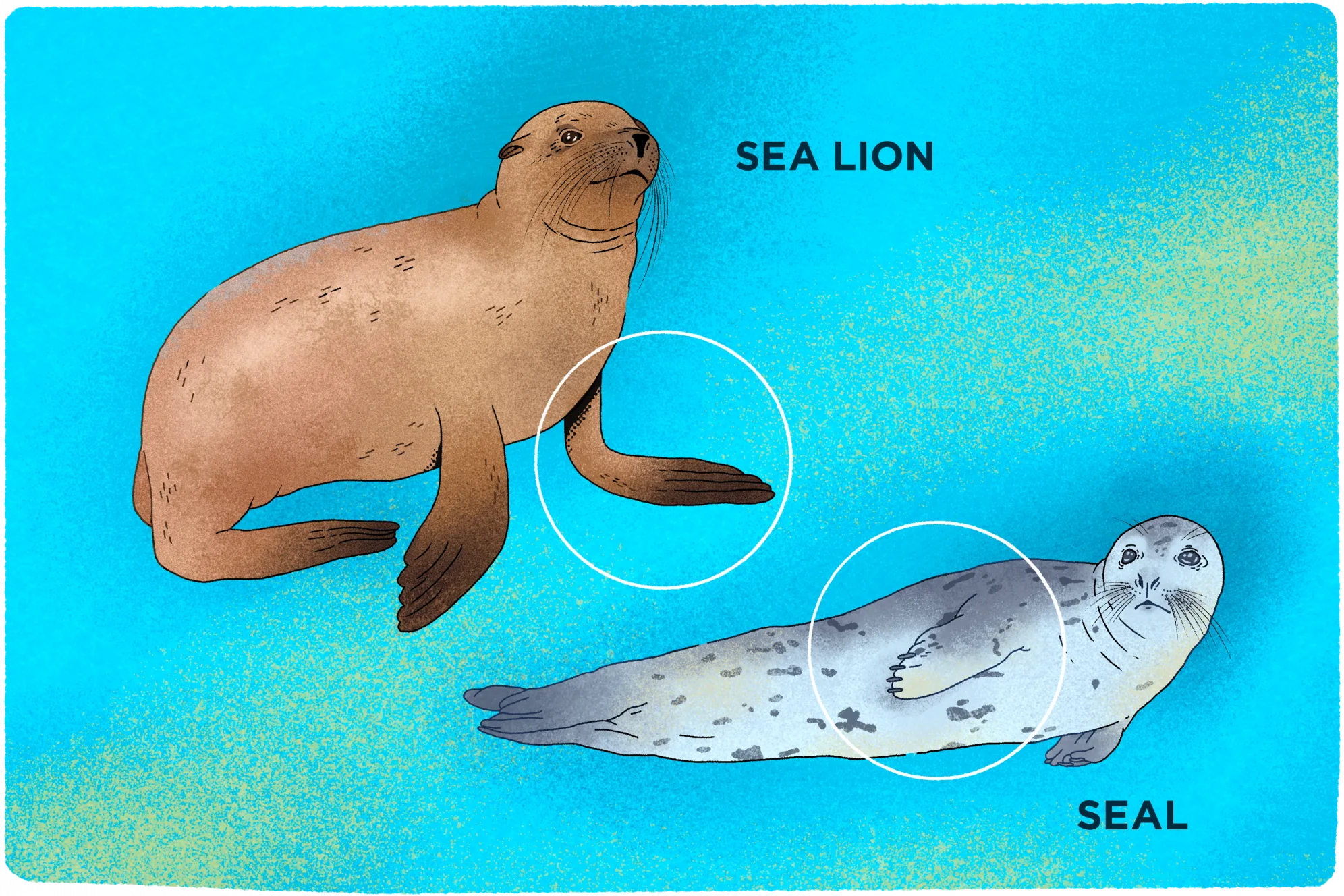 Sea Lion Seal Difference Fact Sheet Leopard Seals