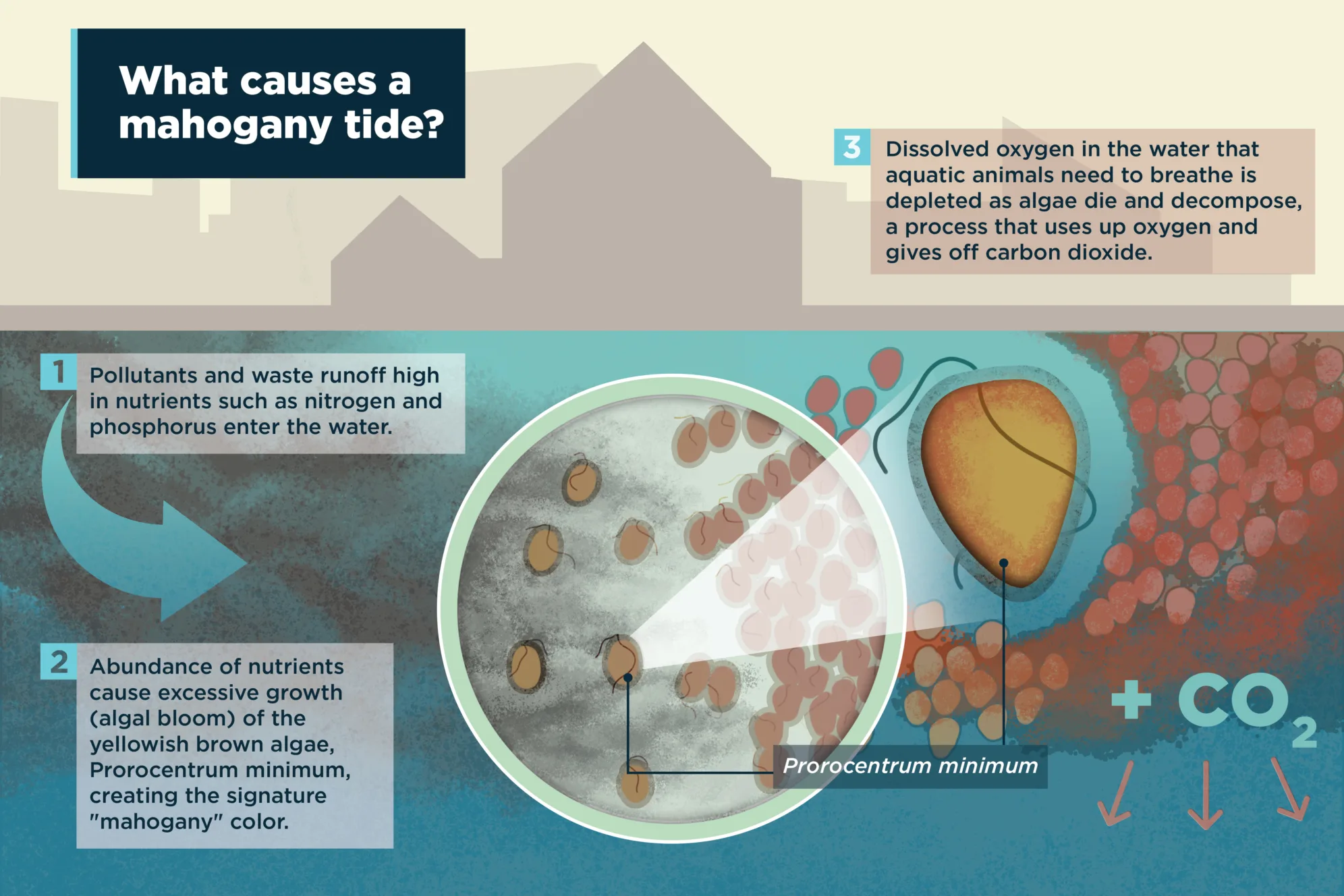National Aquarium - Mahogany Tides: An Explainer