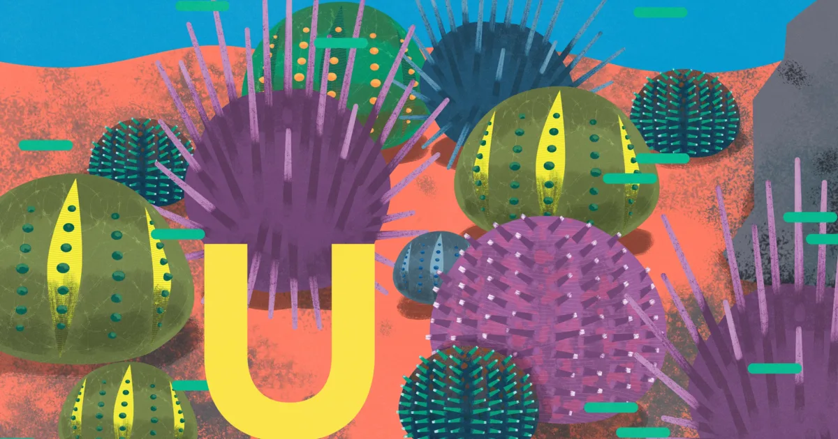 National Aquarium - U is for Urchin