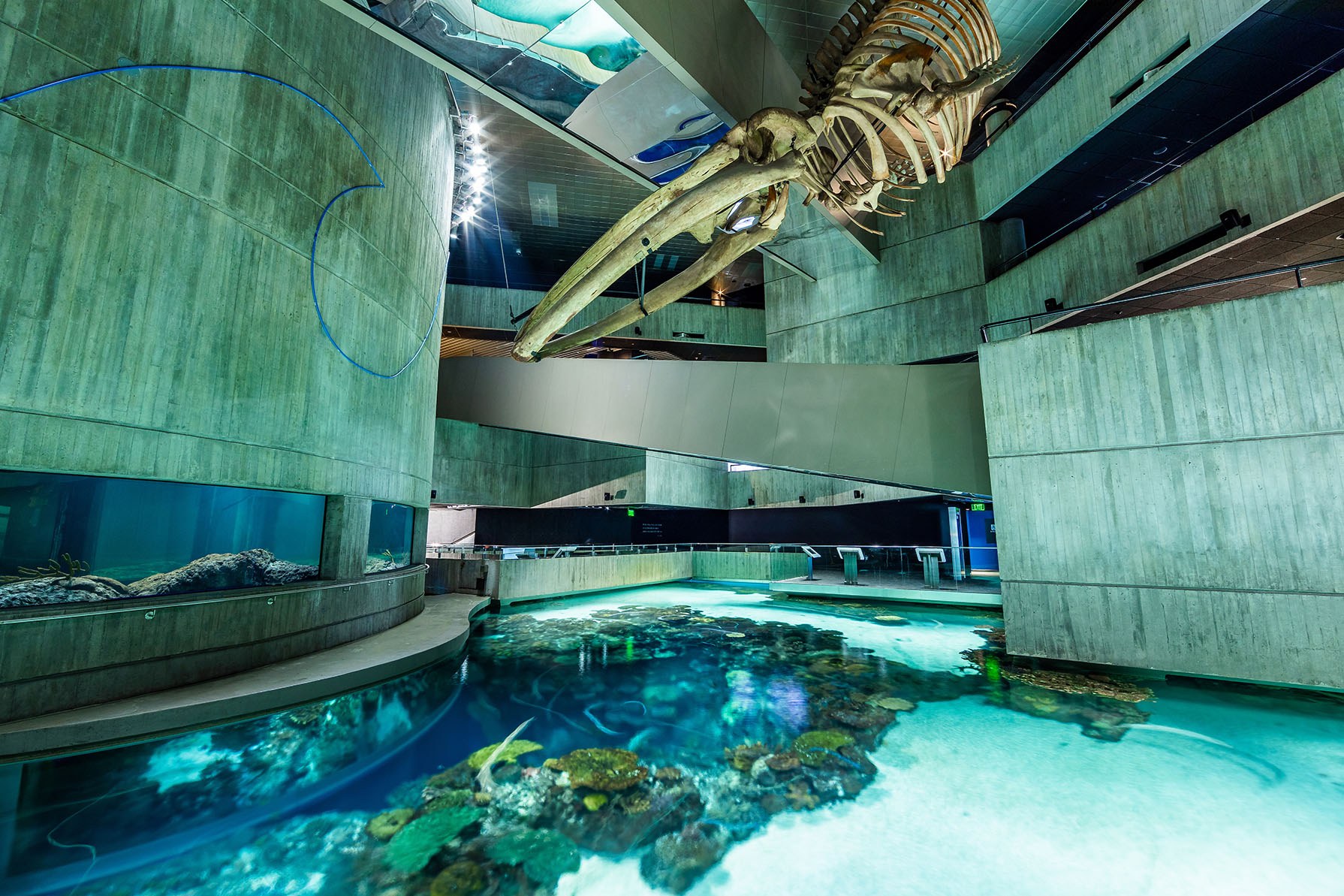Omega Whale Skeleton
