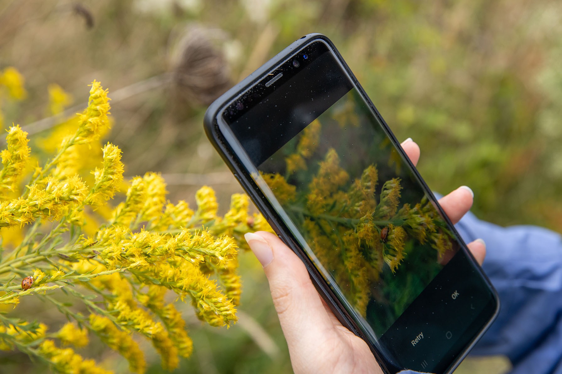 Phone Taking a Picture of a Plant at a Masonville Cove BioBlitz