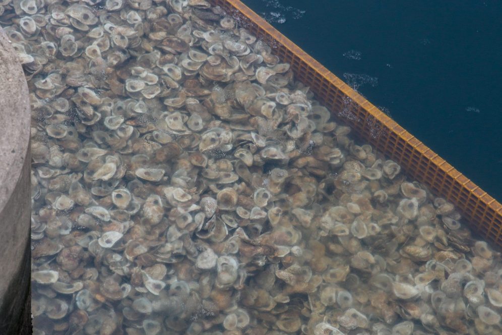 National Aquarium Harbor Happenings Artificial Oyster Reef