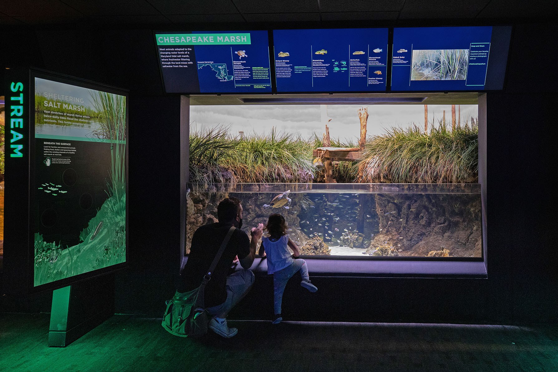 Adult and Child Looking at Turtle in Chesapeake Marsh Exhibit