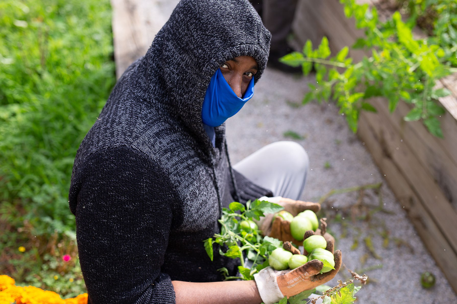 Volunteer in Mask Harvesting Exeter Street Garden