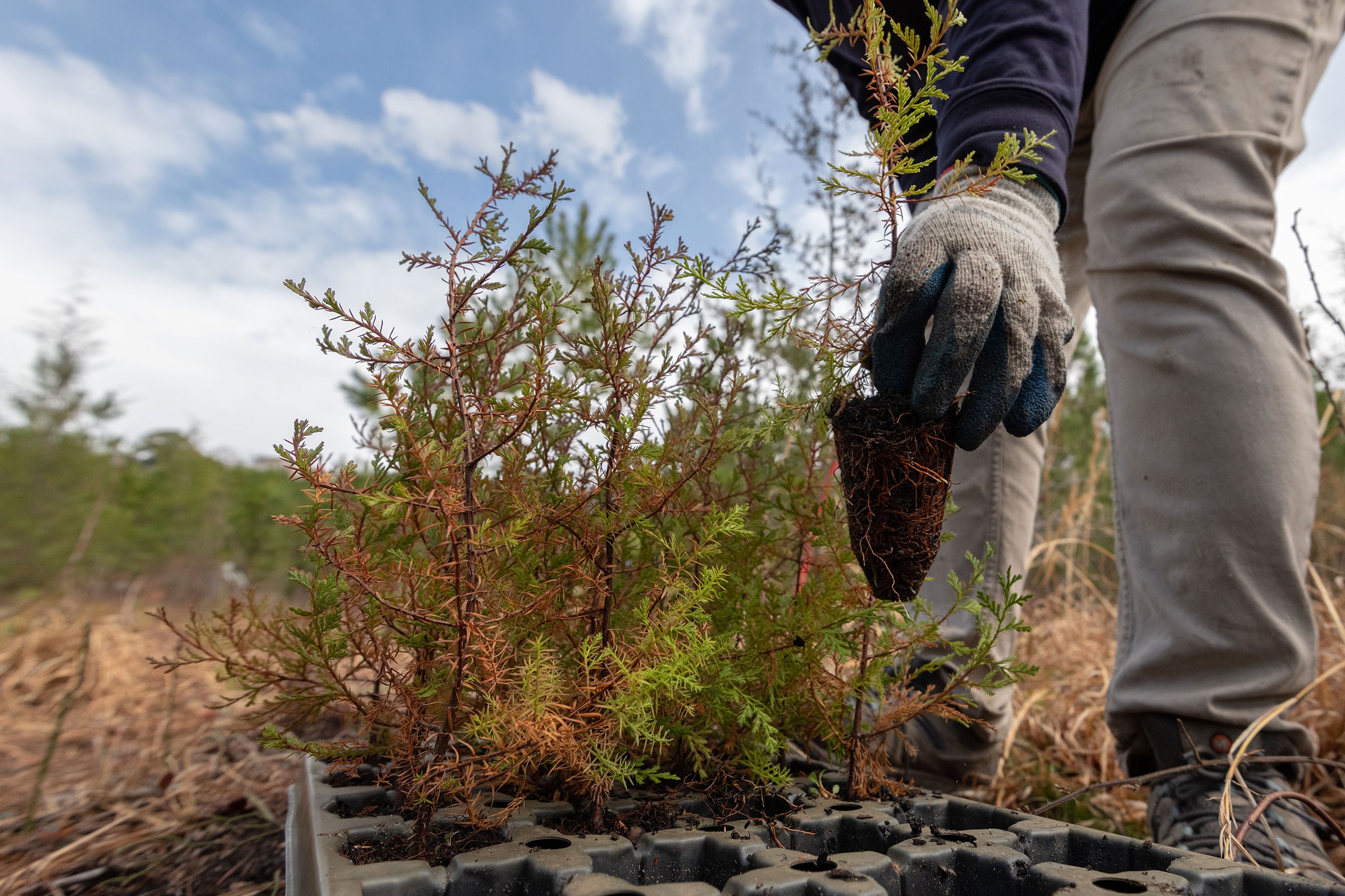 Close-Up of a Volunteer Lifting an Atlantic White Cedar Sapling Out of Its Container