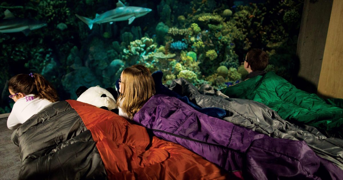 National Aquarium Aquarium Sleepover