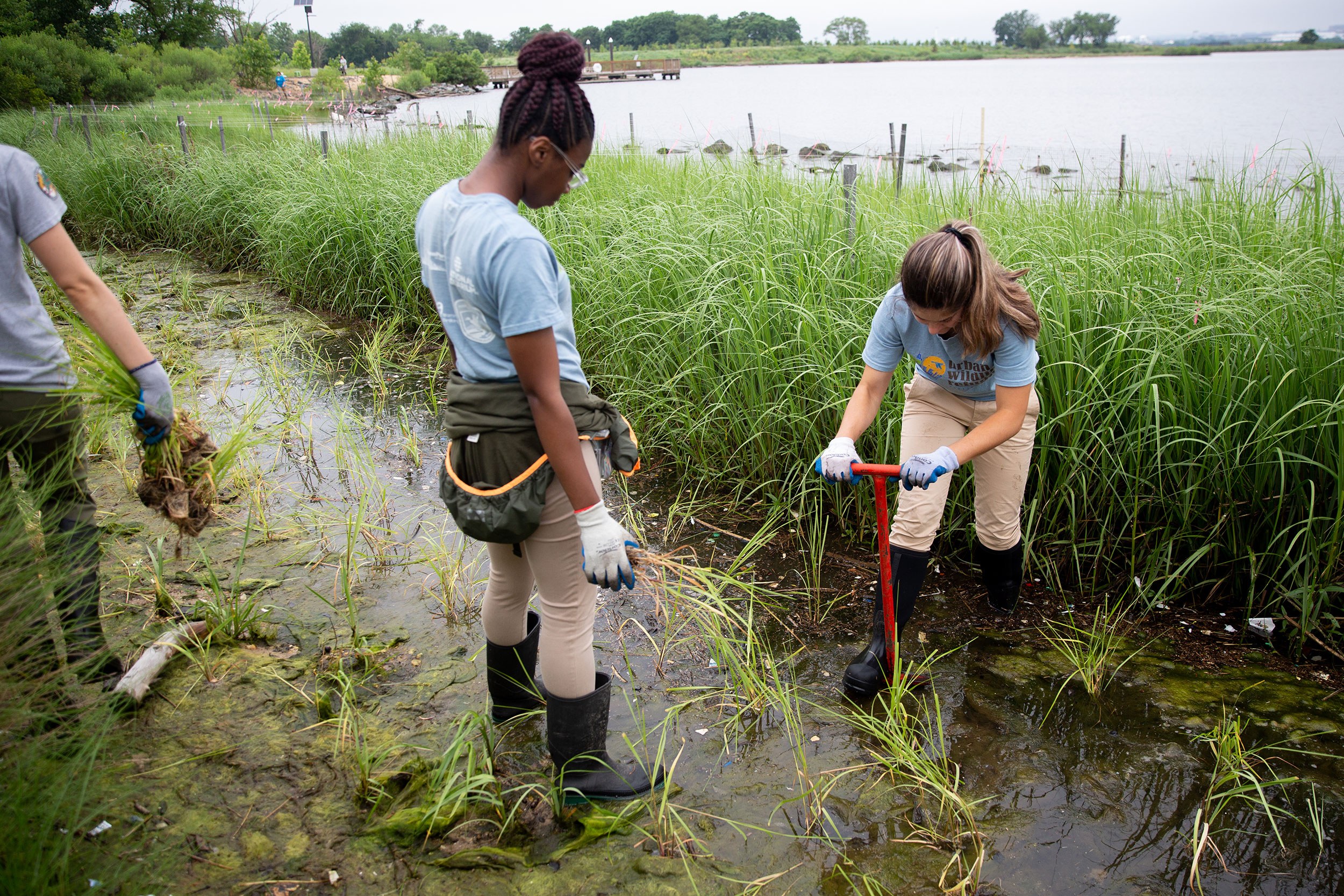 Wetland Planting